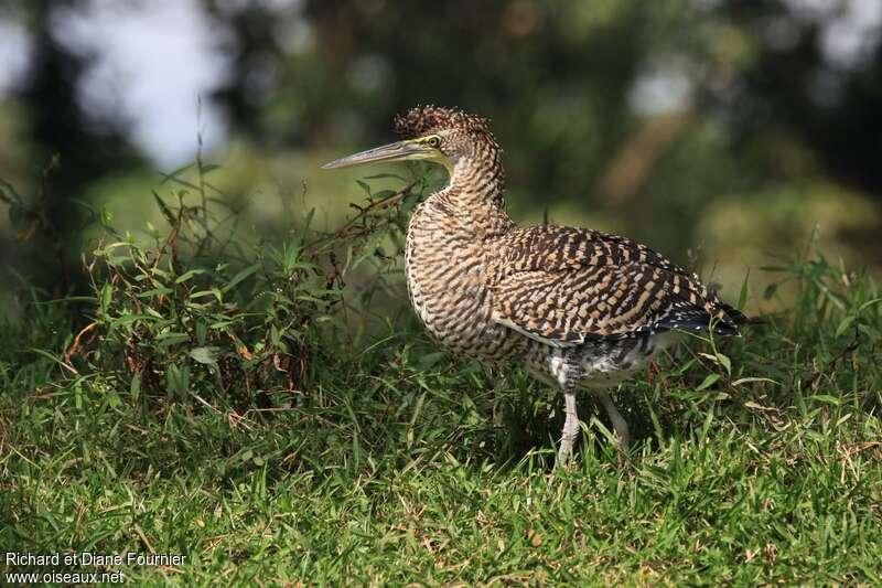 Onoré du Mexiquejuvénile, identification