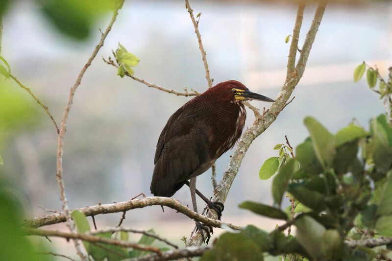 Rufescent Tiger Heron