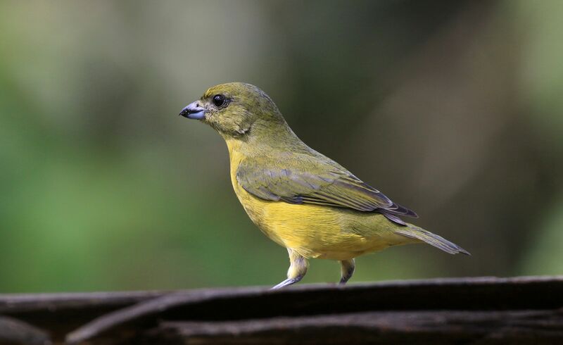 Thick-billed Euphonia female