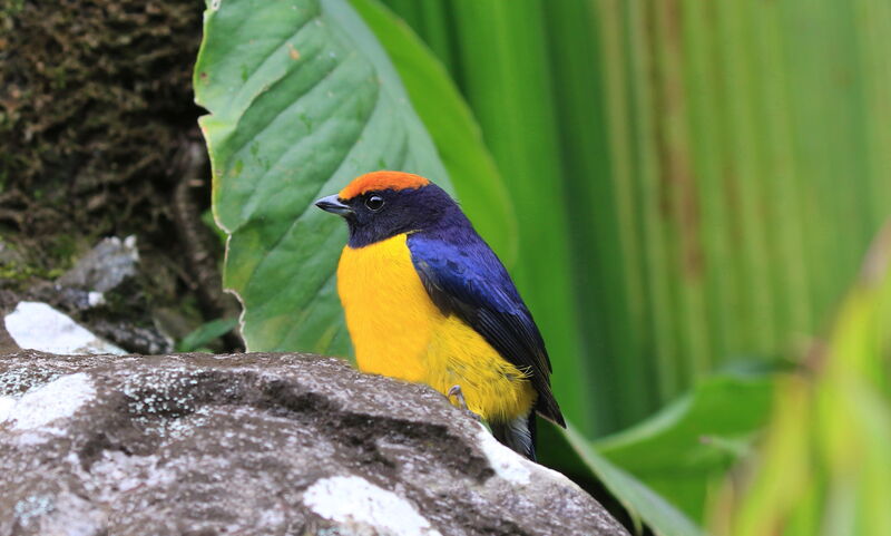 Tawny-capped Euphonia