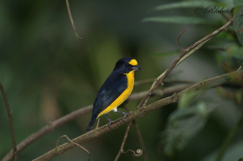 Yellow-throated Euphonia