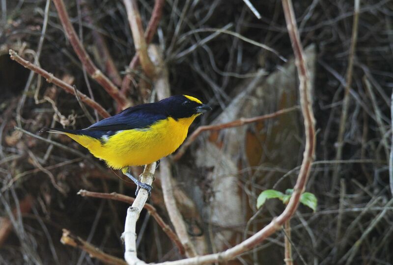 Yellow-throated Euphonia