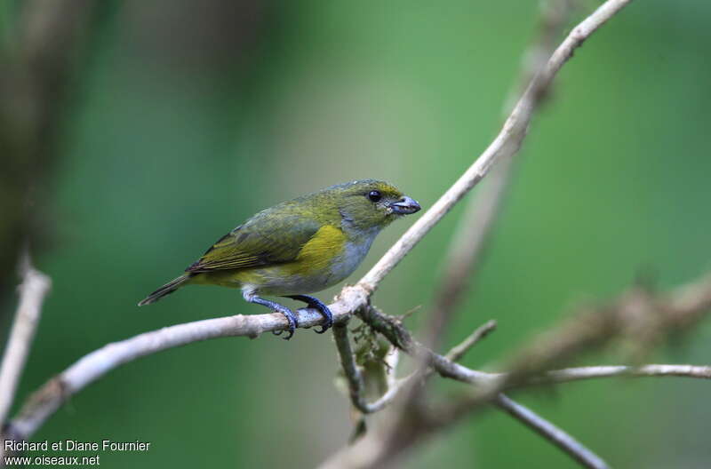 Yellow-throated Euphonia female