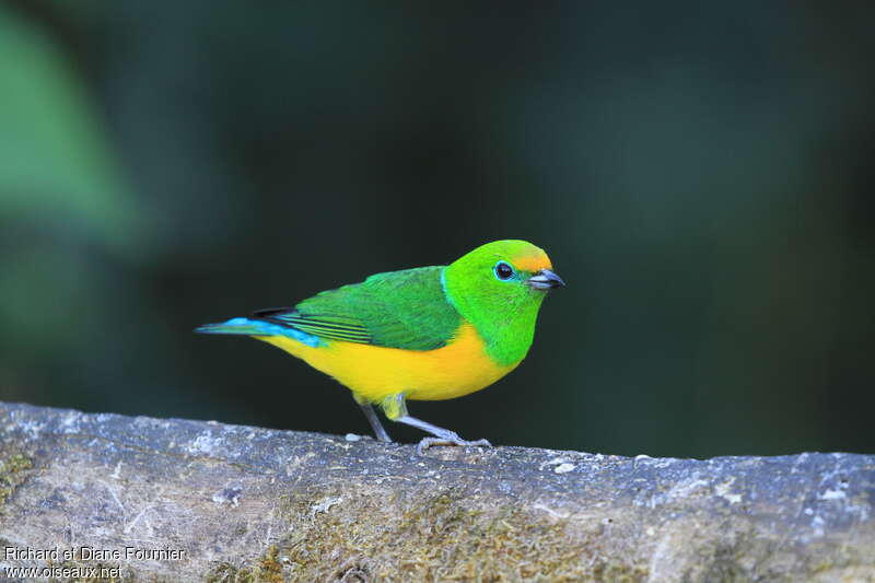 Blue-naped Chlorophonia male adult