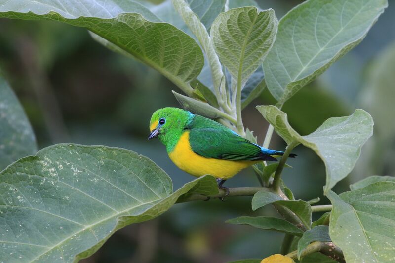 Blue-naped Chlorophonia