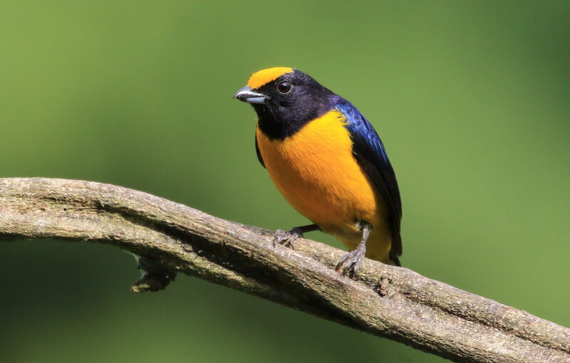 Orange-bellied Euphonia male