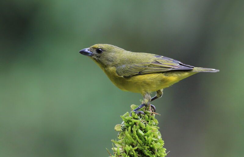 Orange-bellied Euphonia female