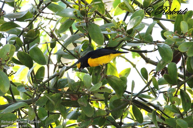 Organiste de brousse mâle adulte, identification