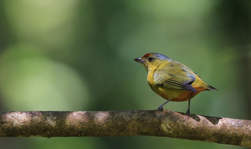 Spot-crowned Euphonia female