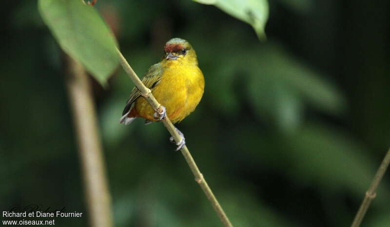 Olive-backed Euphonia female adult, close-up portrait, pigmentation