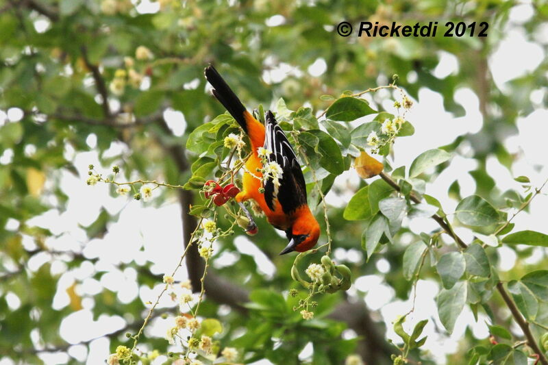 Oriole à dos rayé