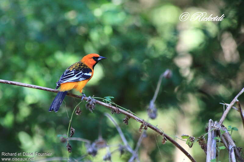 Oriole à dos rayé