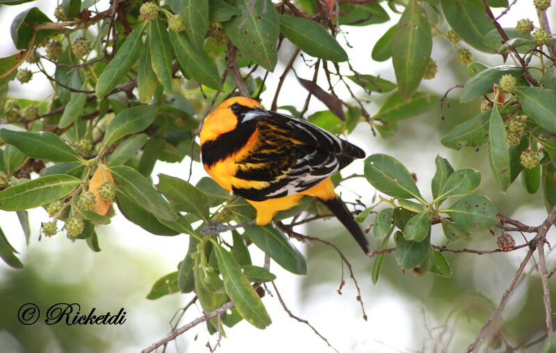 Streak-backed Oriole