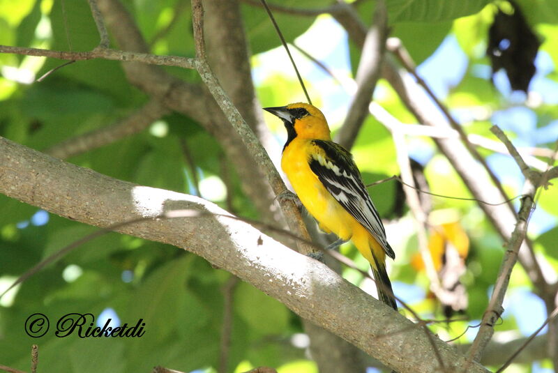 Streak-backed Oriole