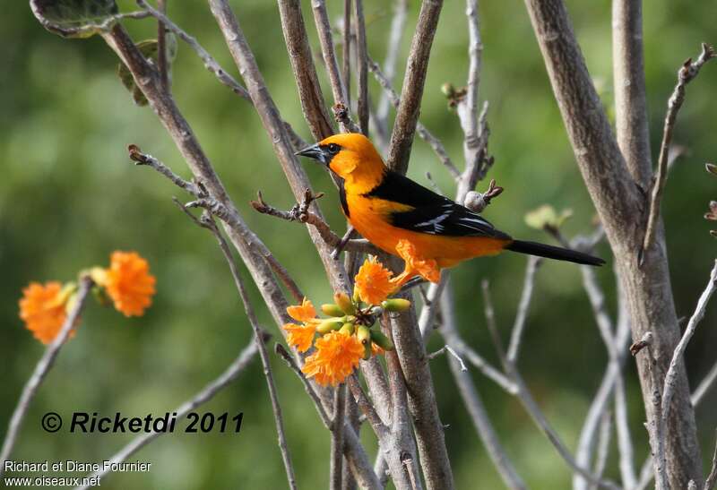 Oriole à gros bec, identification