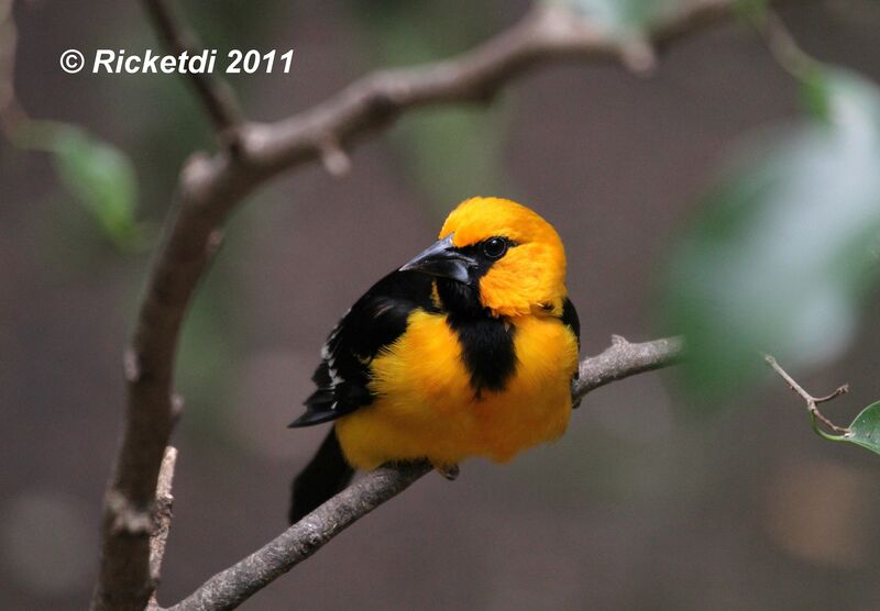 Oriole à gros bec