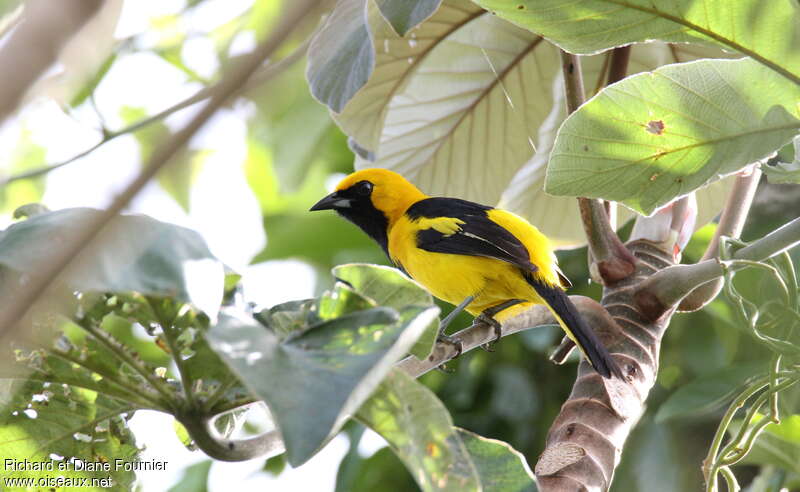 Yellow-tailed Orioleadult