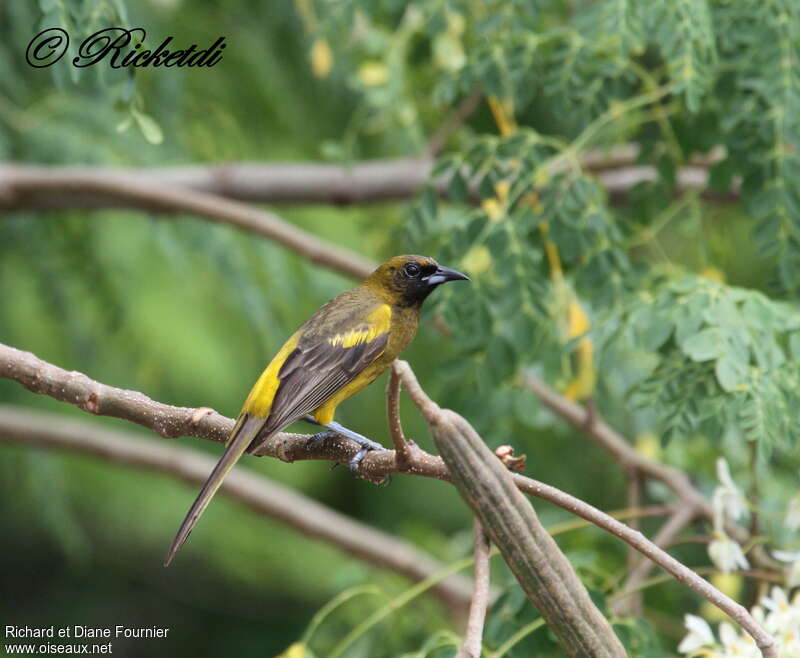 Cuban Orioleimmature