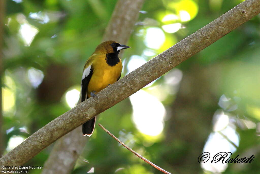 Jamaican Oriole