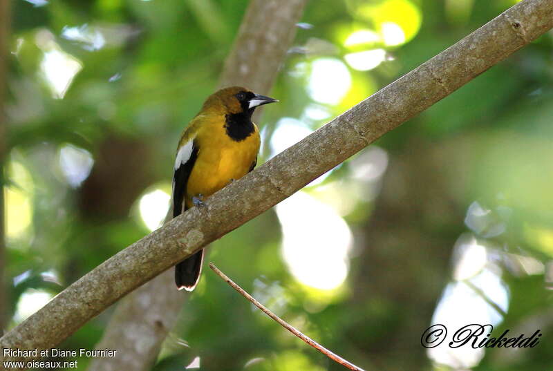 Oriole de la Jamaïqueadulte, portrait