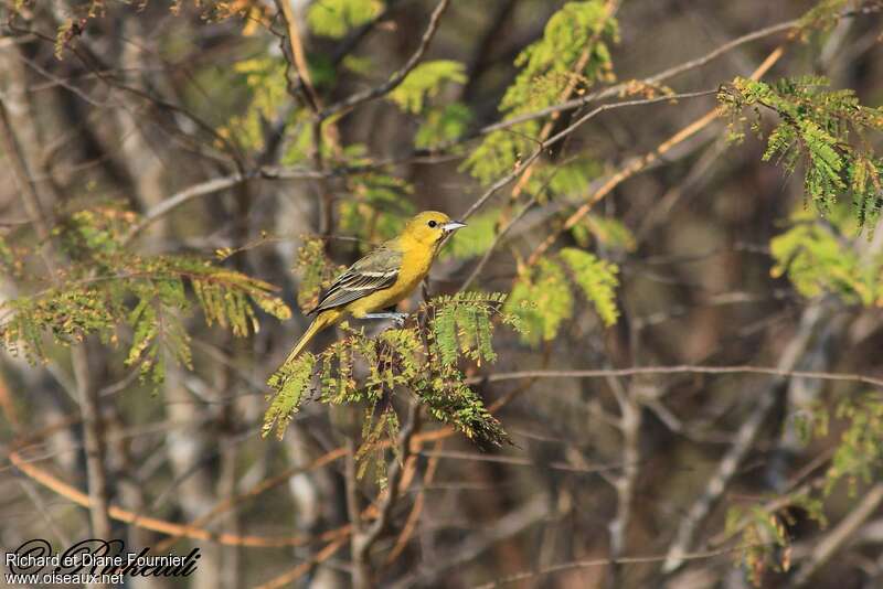 Orchard Oriole female adult