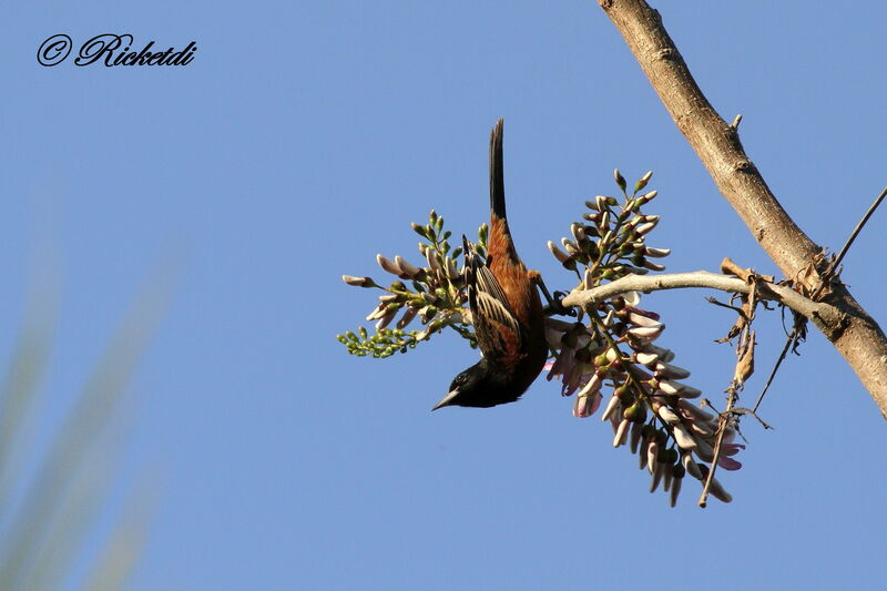 Orchard Oriole male