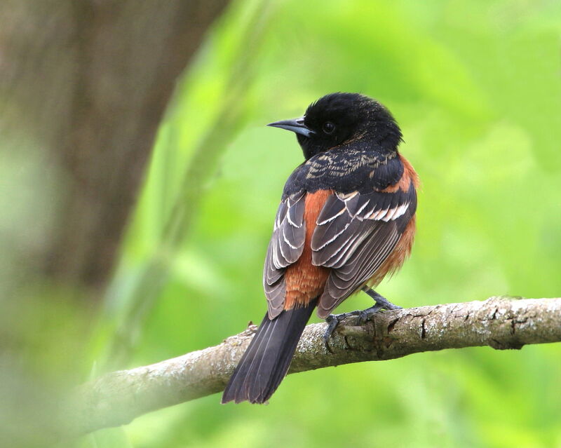 Orchard Oriole