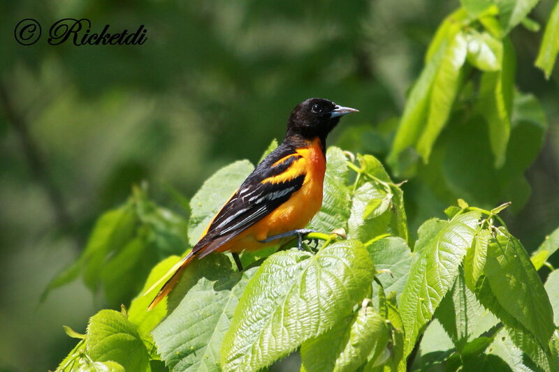 Baltimore Oriole male