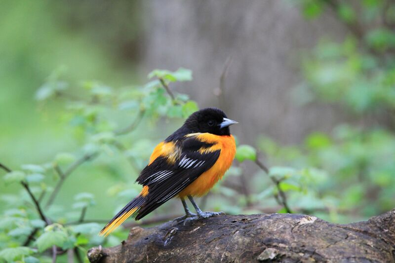 Baltimore Oriole