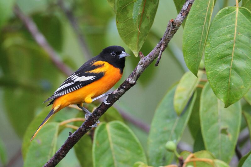 Baltimore Oriole