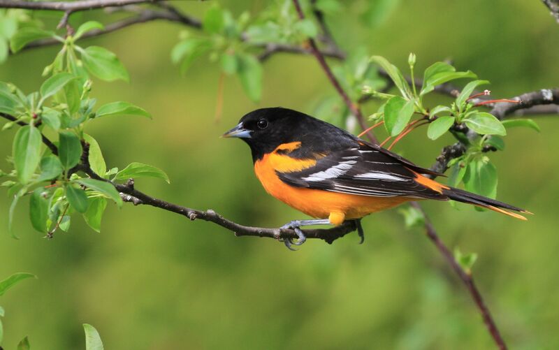 Oriole du Nord mâle