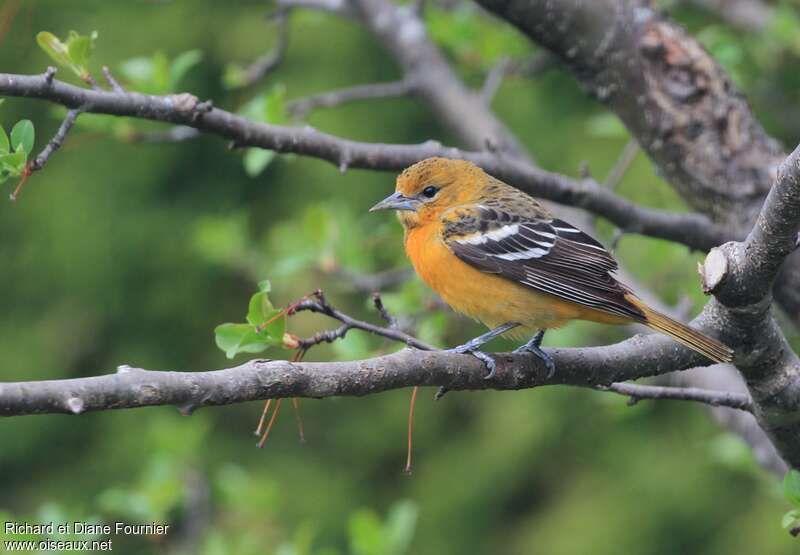 Oriole du Nord femelle adulte, identification