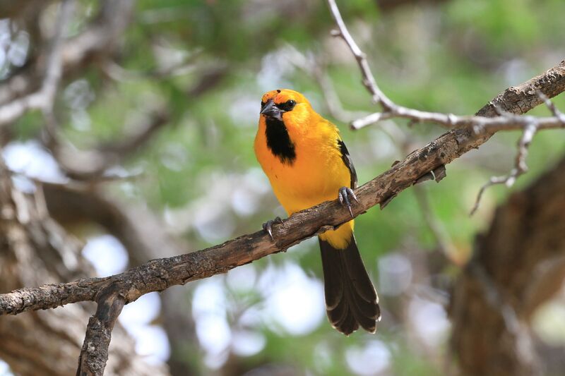 Oriole jaune