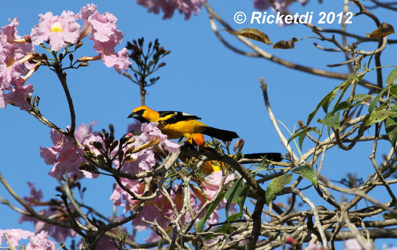 Oriole maculé