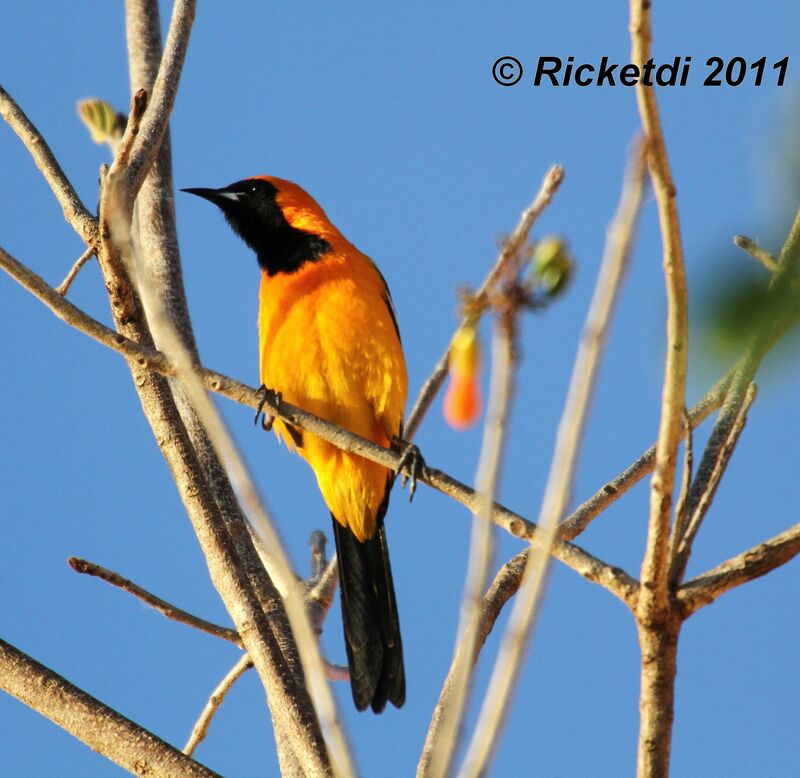 Hooded Oriole