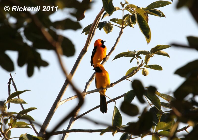 Oriole masqué