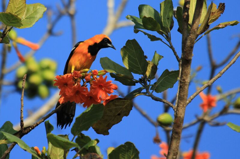 Oriole masqué