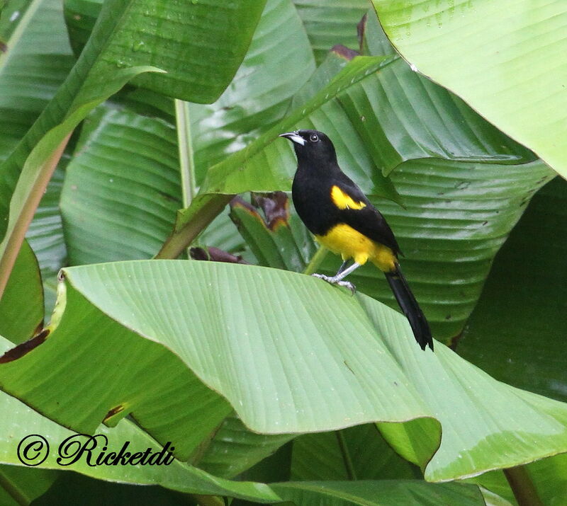 Black-cowled Orioleadult