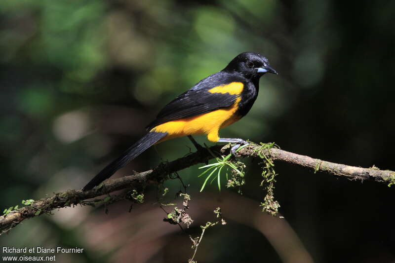 Oriole monacal mâle adulte, identification