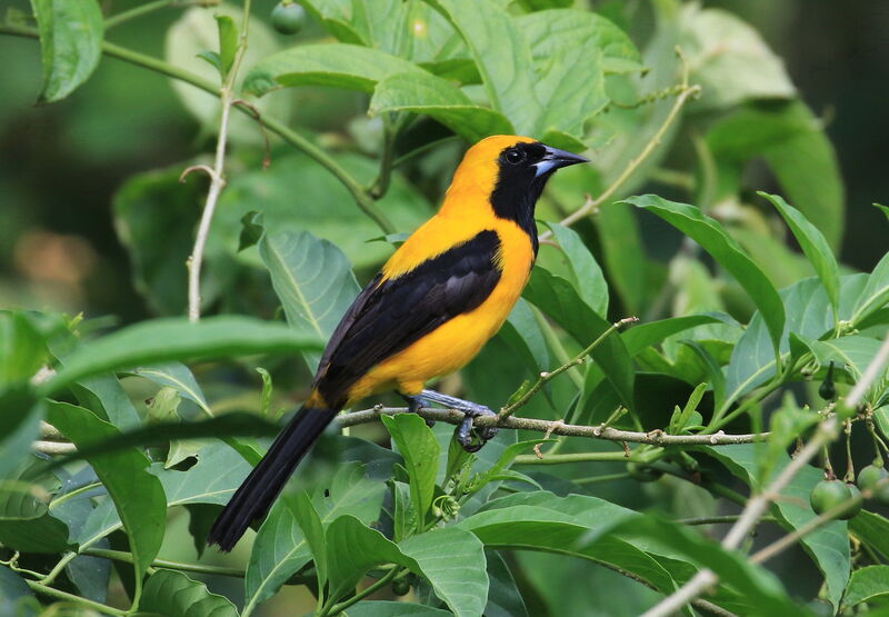 Yellow-backed Oriole