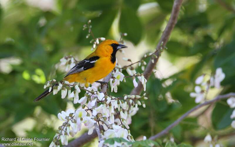 Oriole orangeadulte, identification