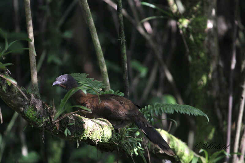 Grey-headed Chachalaca