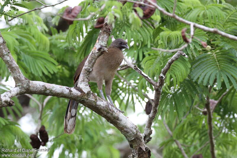 Ortalide à tête griseadulte, habitat, camouflage, pigmentation