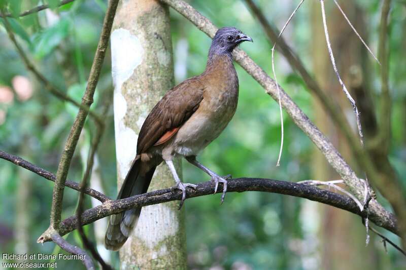 Grey-headed Chachalacaadult, identification