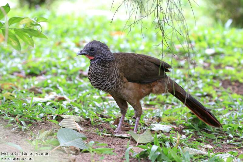 Colombian Chachalacaadult, identification