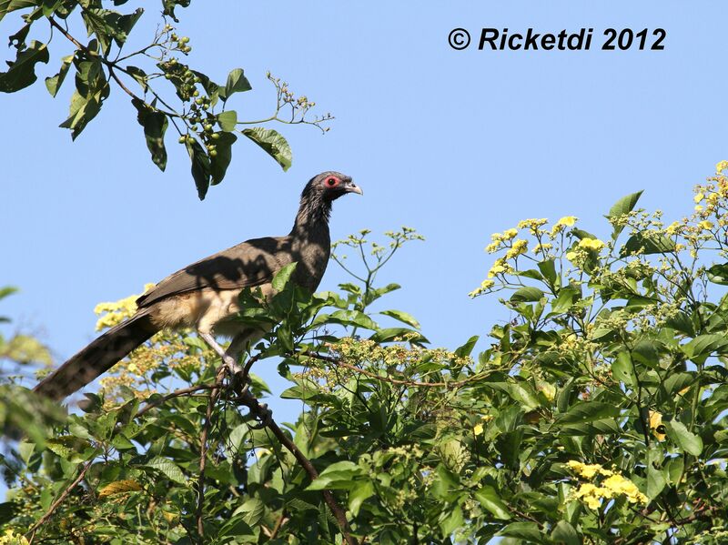 West Mexican Chachalaca