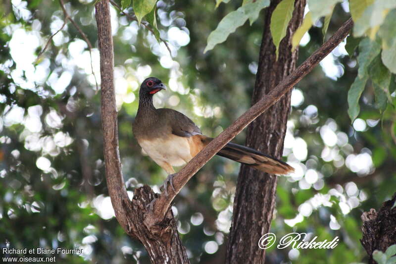 West Mexican Chachalacaadult