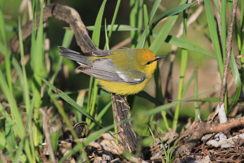 Blue-winged Warbler