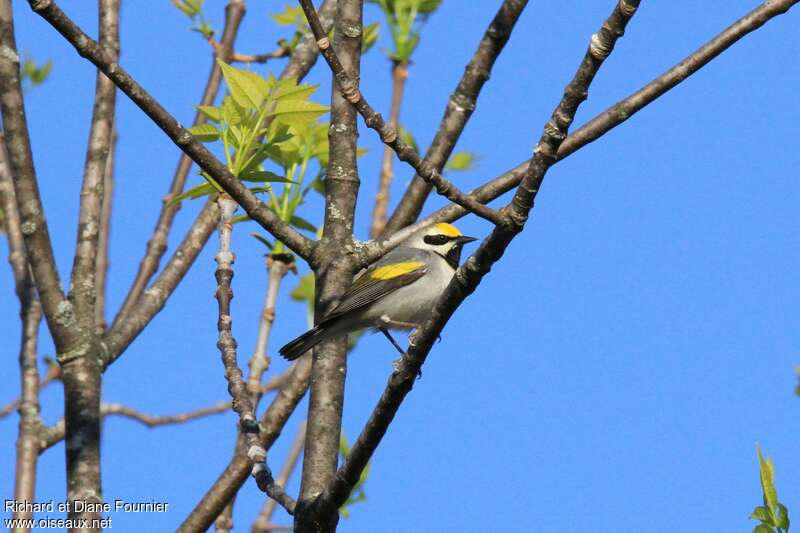 Golden-winged Warbler male adult, identification