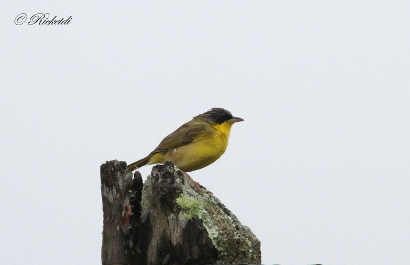 Grey-crowned Yellowthroat